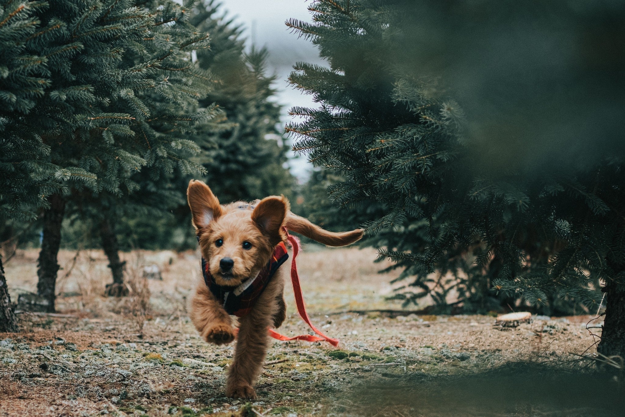 Hoe zorg je voor een goede darmflora voor je hond?
